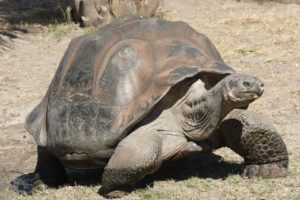 Giant Galapagos Tortoise (Google images)