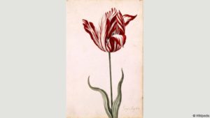 An anonymous watercolour from the 17th Century shows the Semper Augustus, the most prized and expensive variety in the Dutch tulip mania Photo Credit: Wikipedia